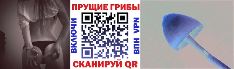 что такое   Уржум  мега как войти  Псилоцибиновые грибы Cubensis 